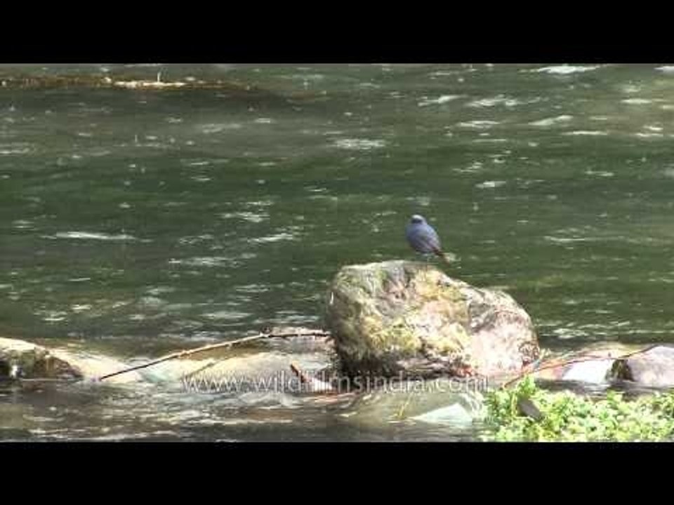 Plumbeous Redstart along a Kashmir torrent