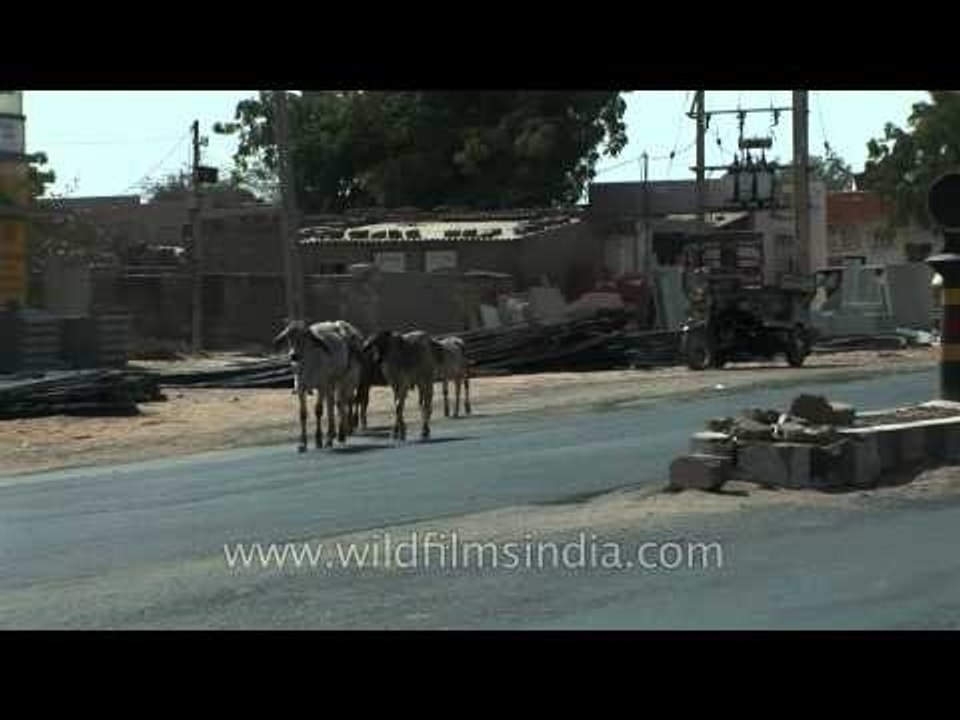 Road trip to Gujarat - India