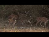 Herd of Spotted deer in Bandipur National park