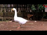 Poultry farm at Punnamada resort, Alappuzha