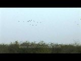 Grus grus - The common crane in Gujarat