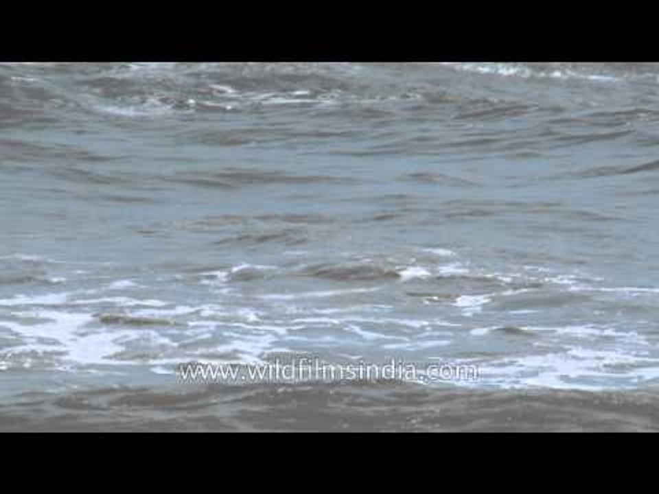 Arabian sea waves: Quilon, Kerala