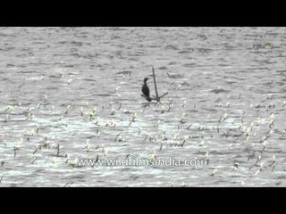 Little Cormorant on a lake in Kerala