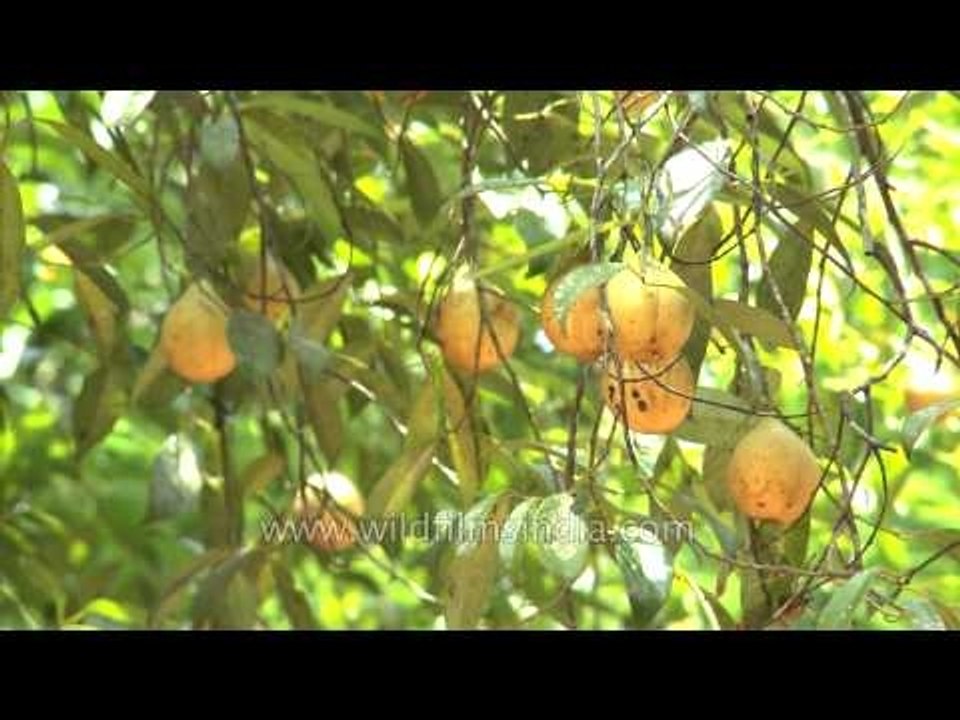 Nutmeg (Myristica fragrans) growing on the tree, in Kerala video
