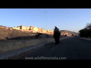 Elephant walking down the roads of Jodhpur