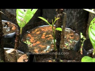 Nutmeg nursery in Kerala