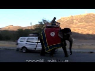 Elephants in the streets of Jodhpur city