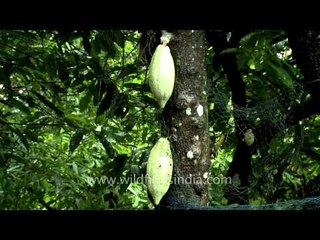 Cocoa plantation in India