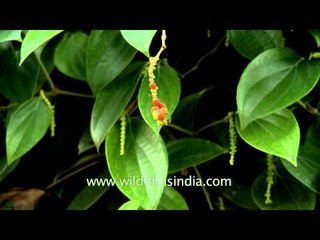 Pepper plants grown in Kerala