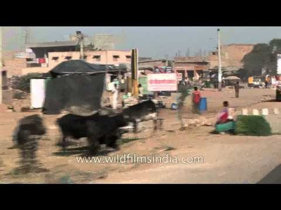 Road trip to Rajasthan - India