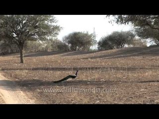 Indian Peafowl walks through village