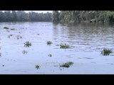 Water hyacinth on Kerala backwaters