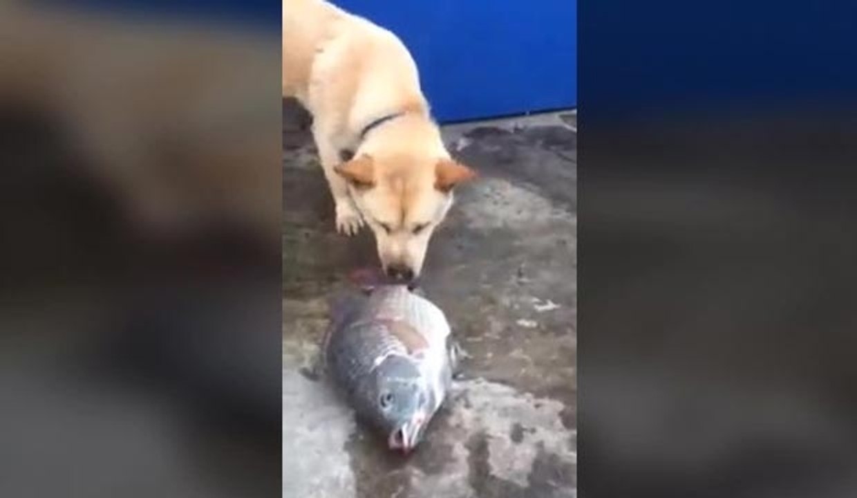 Un chien arrose des poissons qui meurent