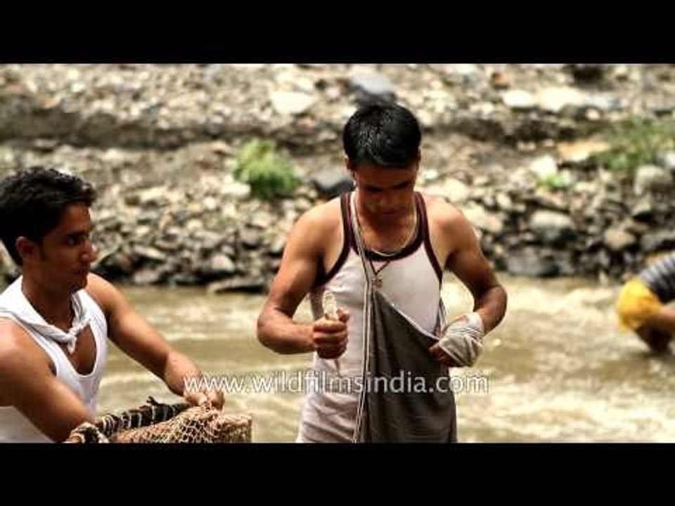 Villagers collect stunned fish from Aglar river during Maund Mela