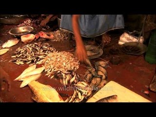 Shopkeepers sell fishes to customers while keeping them fresh: Kolkata