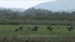 Rhino and water buffaloes graze in Kaziranga National Park - Assam
