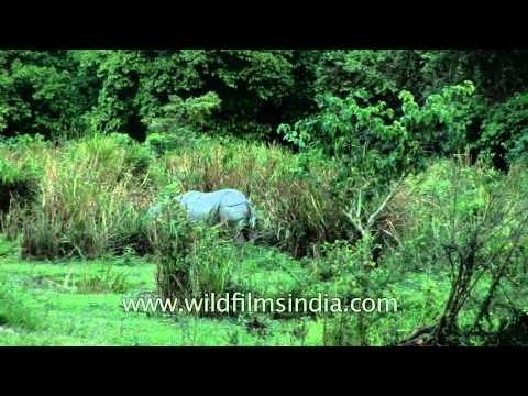 One-horned rhino in Kaziranga National Park - Assam