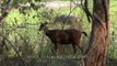 Sambhar deer and Water buffalo - Kaziranga National Park, Assam