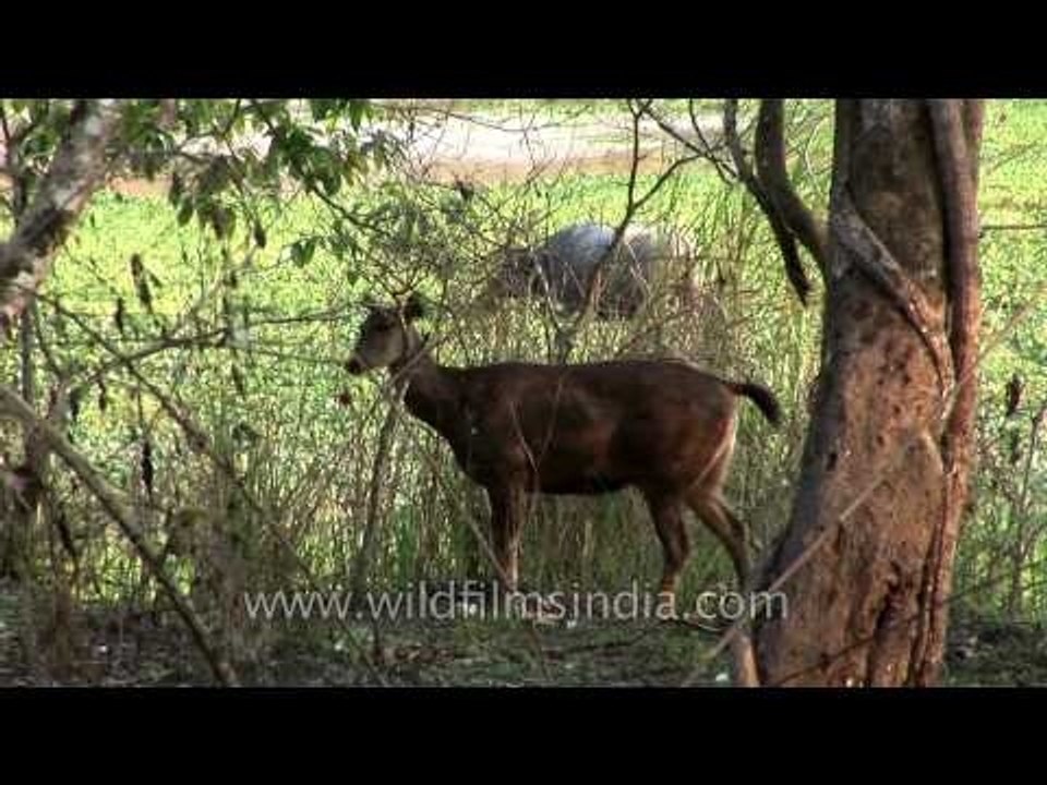 Sambhar deer and Water buffalo - Kaziranga National Park, Assam