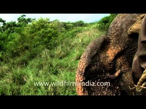 Elephant ride in Kaziranga National Park - Assam