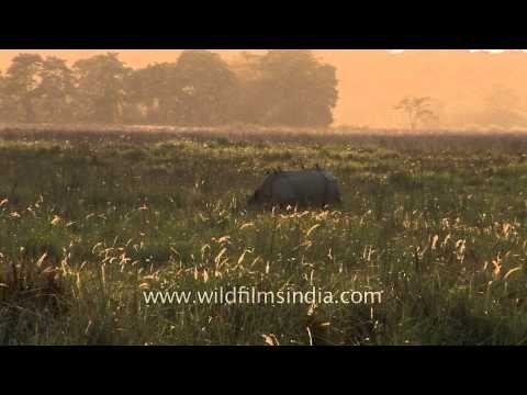 Indian rhino grazing on elephant grass of Kaziranga National Park