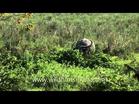 Indian rhino, Water buffalo and Sambhar deer - Kaziranga