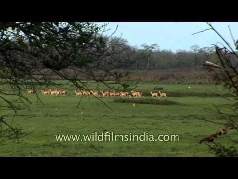 Herd of Barasingha deer in Kaziranga National Park