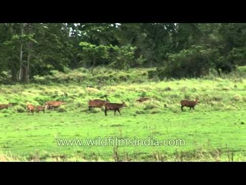Indian Rhino and Swamp deer in Kaziranga National Park, Assam