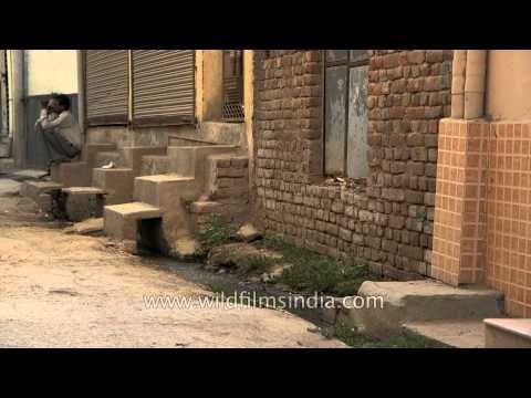 Contaminated water in drains - Dundahera, Gurgaon