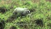 Indian Rhino grazes on tall grasses in Kaziranga National Park, Assam