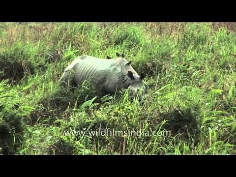 Indian Rhino grazes on tall grasses in Kaziranga National Park, Assam