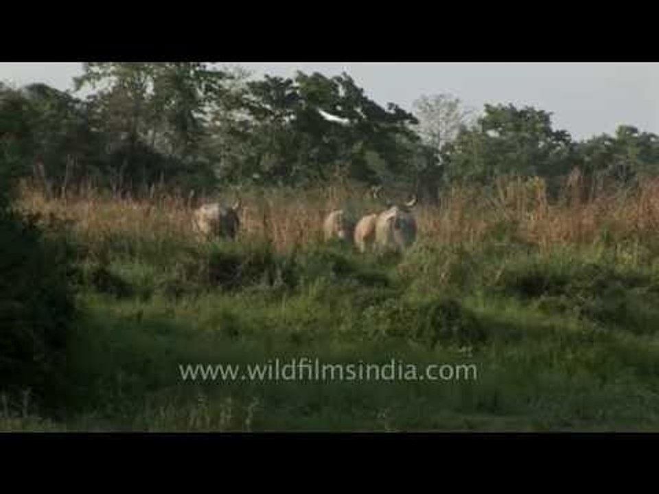 Swamp deer and Water buffaloes - Kaziranga National Park, Assam