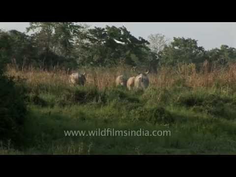 Swamp deer and Water buffaloes - Kaziranga National Park, Assam