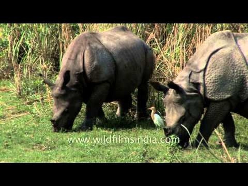 Rhinoceros grazing in Kaziranga National Park
