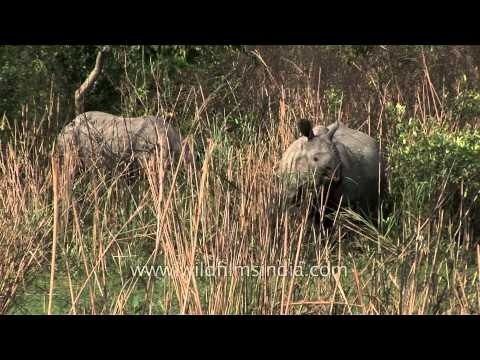Rhinoceros grazing in field of Kaziranga