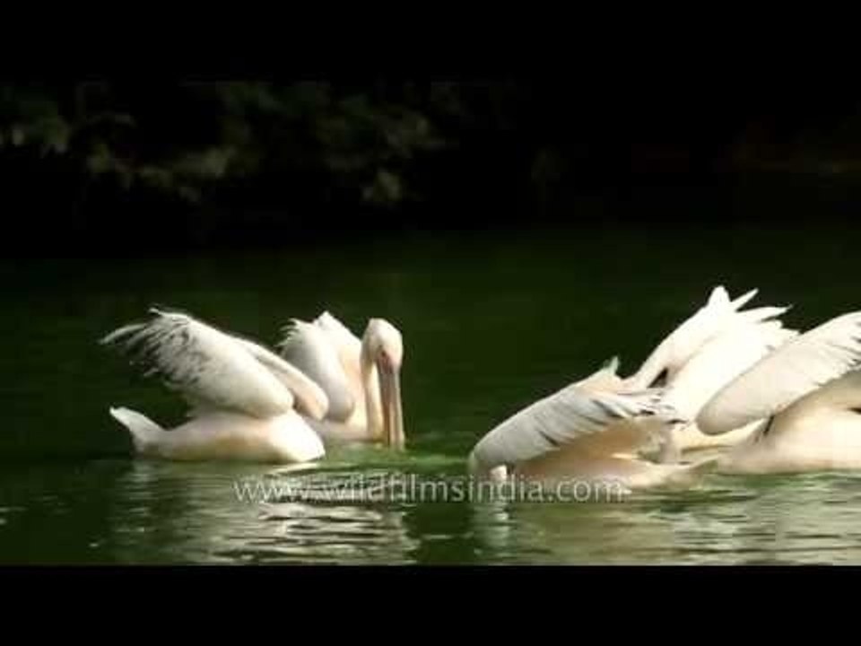 Pelicans land in Delhi