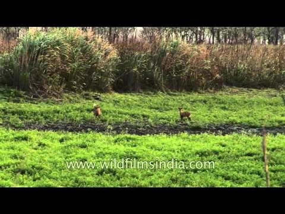 Hog deer graze in the grassland of Kaziranga National Park