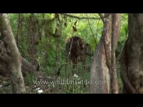 Lone Sambhar deer in Kaziranga National Park