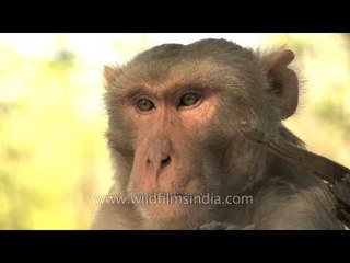 Baby macaques feed on left over food