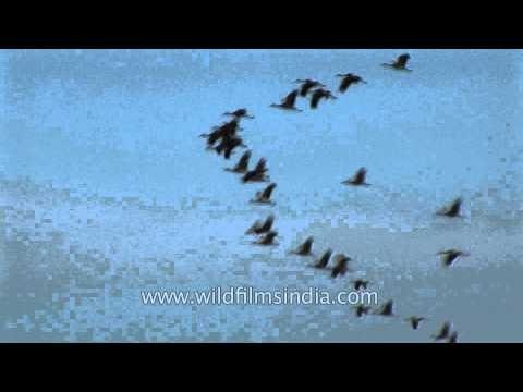 Demoiselle Cranes flying in migratory V-formation