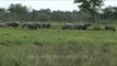 Herd of water buffaloes in Kaziranga National Park, Assam