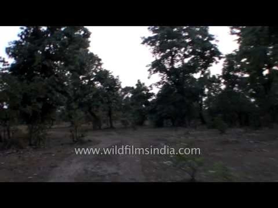 Tourists on jeep safari for village tour in Bandhavgarh, MP