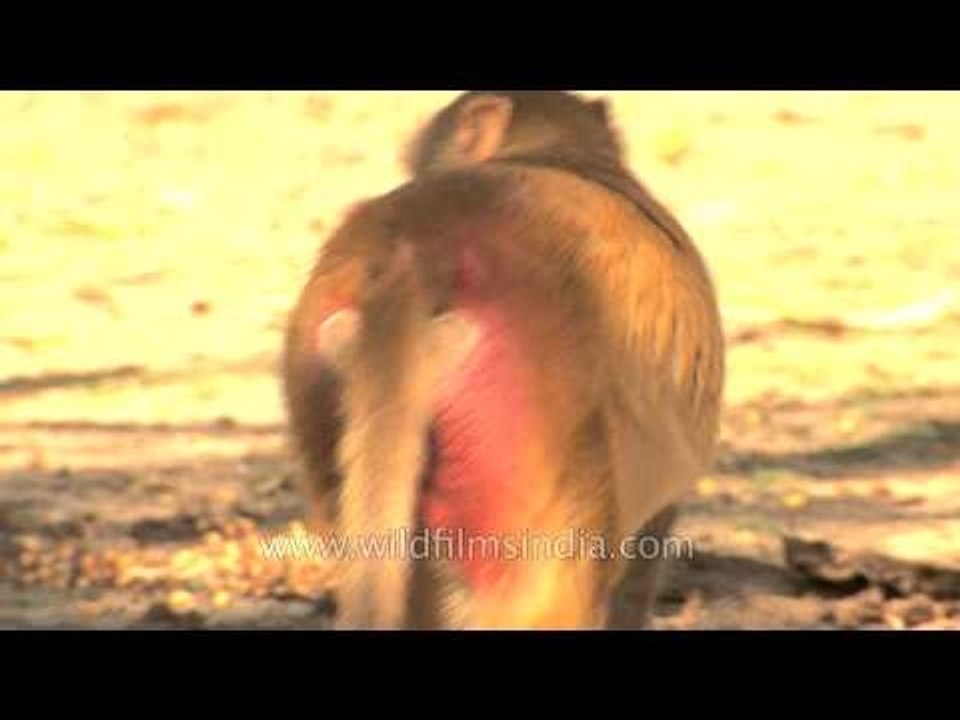 Monkey's bright red flaming ass!