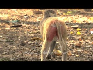 Macaques feed on city garbage