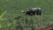 Water buffalo cool off in a pond covered with water hyacinth