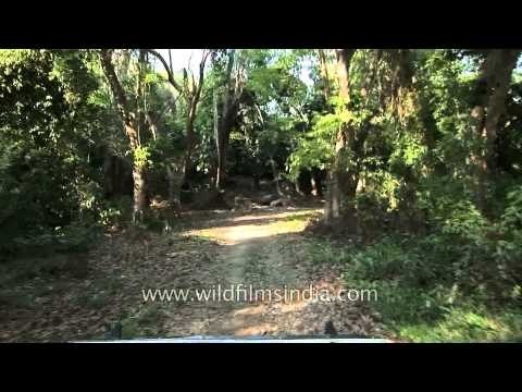 Jeep safari trip in Kaziranga