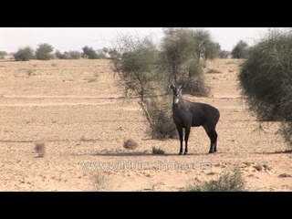 Bluebull or nilgai antelope and the Ship of the Indian desert