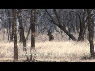 Lone Barasingha walks through dry forest