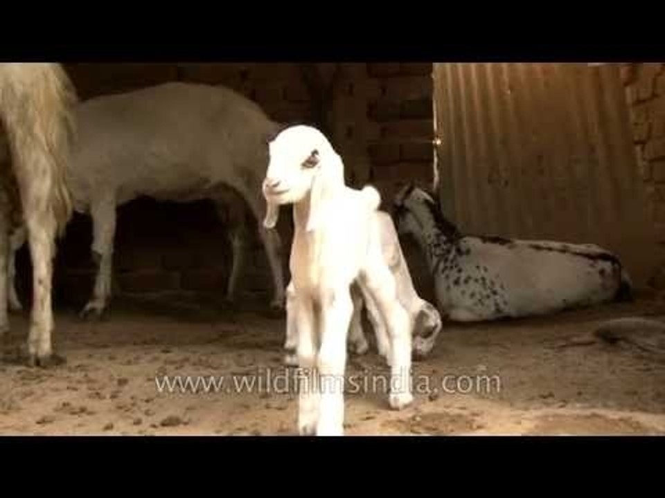 The cutest baby goat you ever saw!