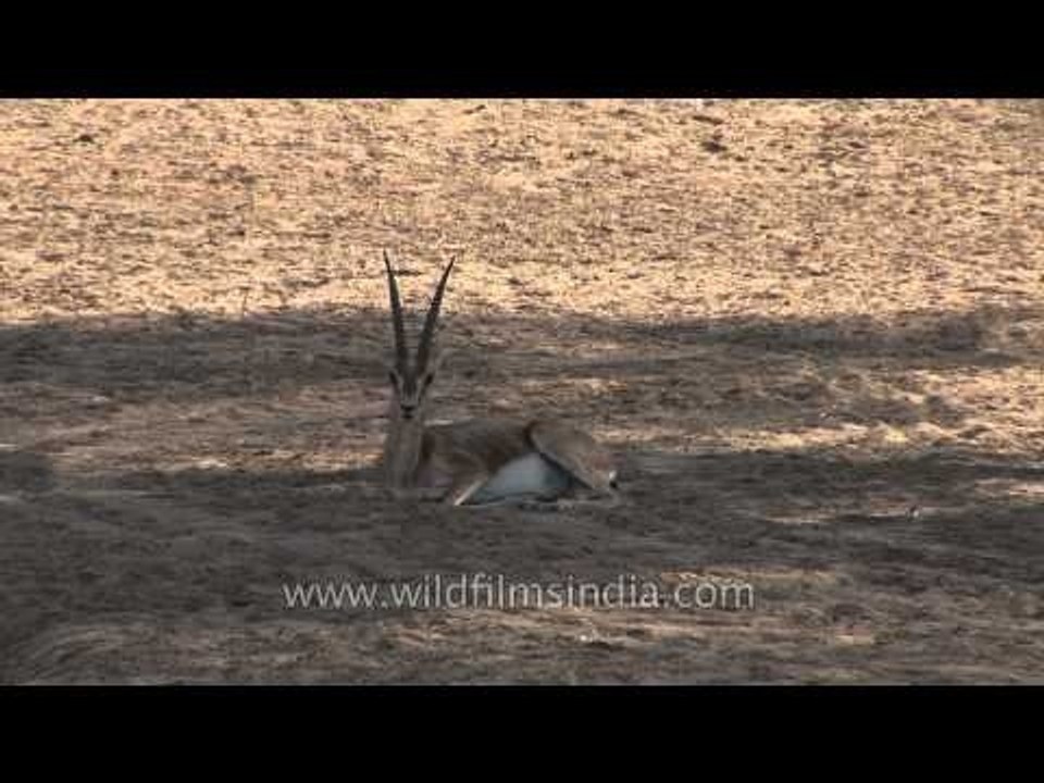 Chinkara or Indian Gazelle